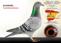 NL 24-8618350